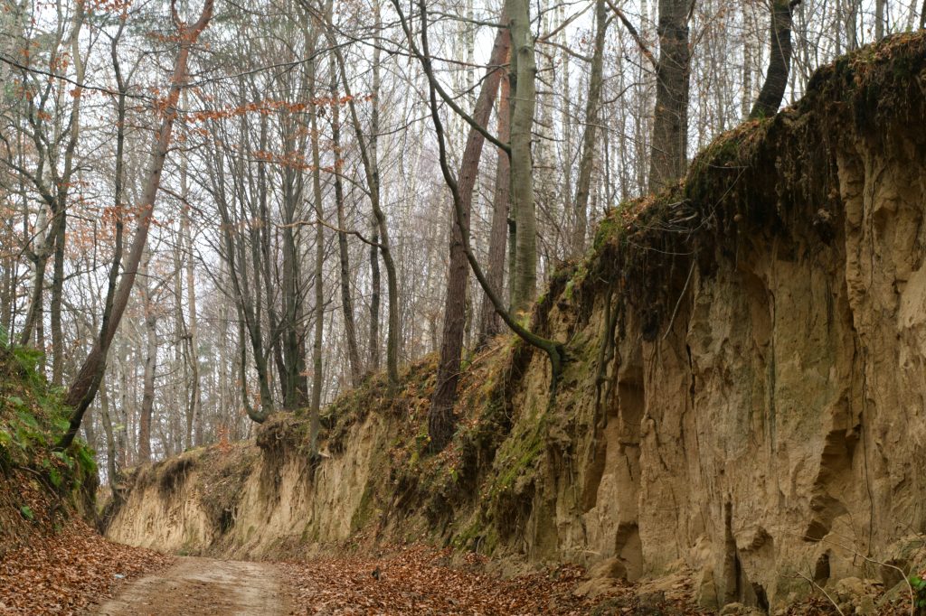 zbocze wąwozu lessowego jesienią