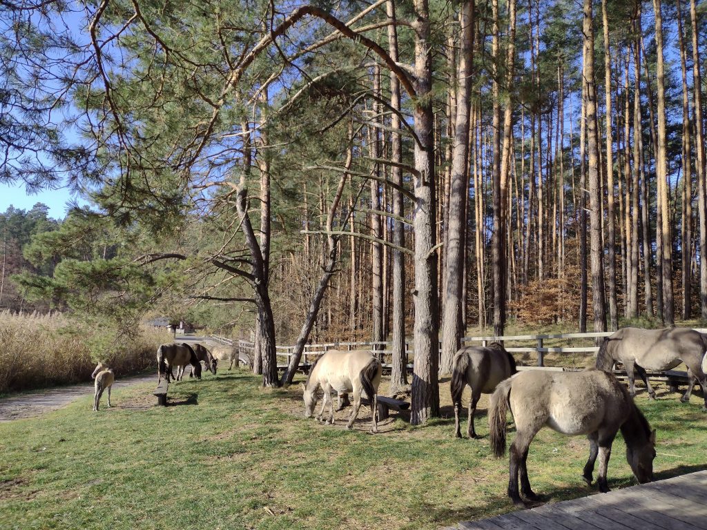 roztoczański park narodowy konik polski