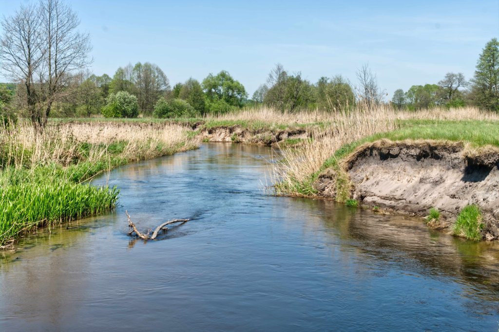 meandrująca rzeka wieprz na roztoczu