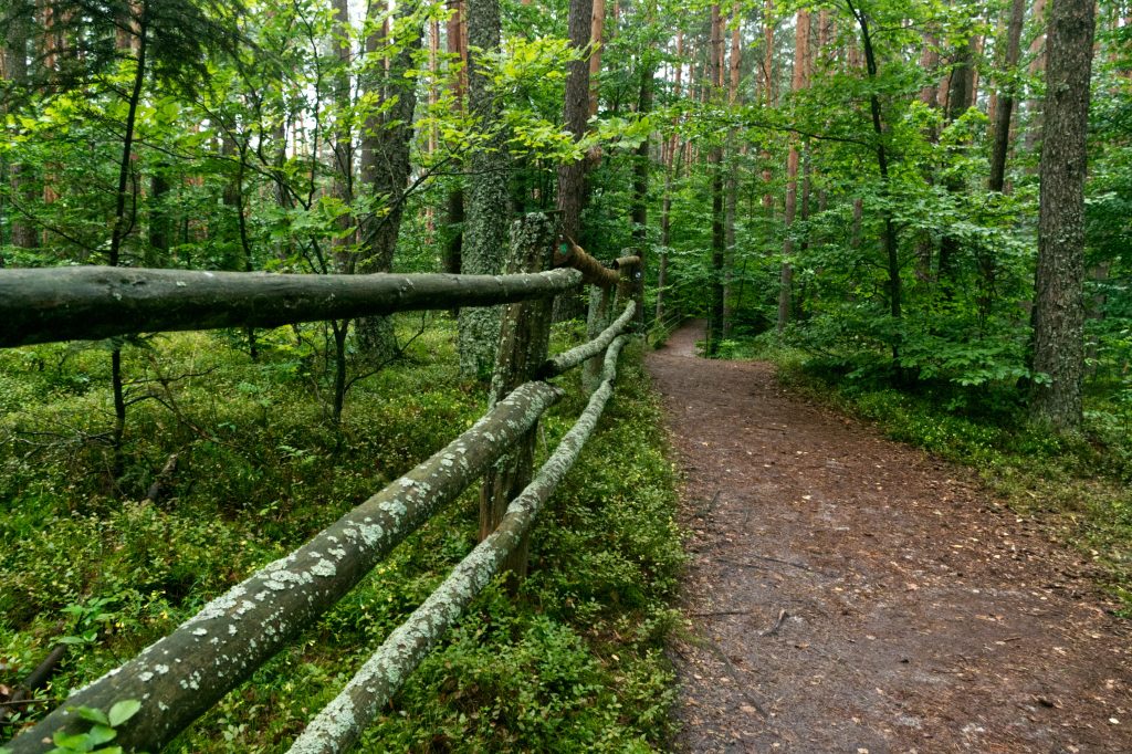 leśna droga na roztoczańskie stawy echo