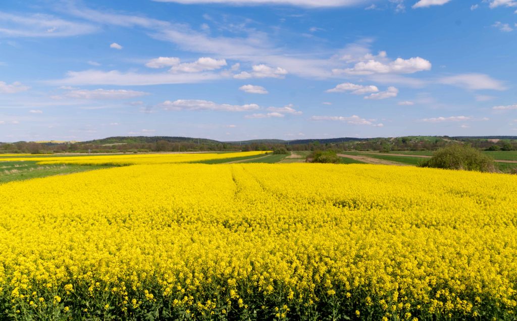 Pola kwitnącego rzepaku wiosną w okolicach Szczebrzeszyna