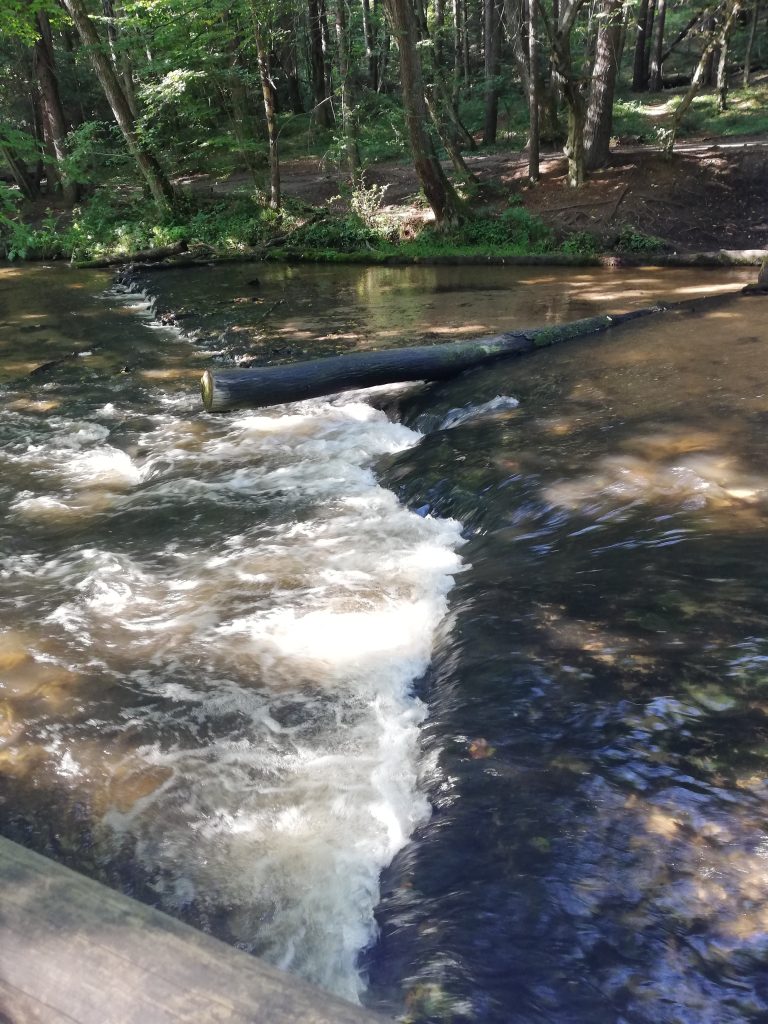 drzewo na wodospadzie