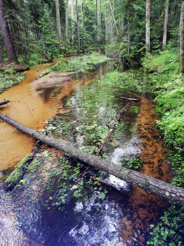 Zwierzyniec - piękne miejsce na roztoczu parku narodowym